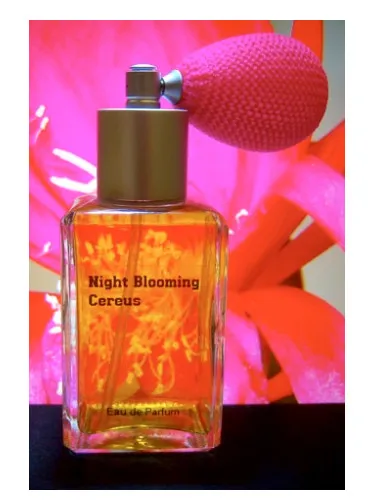 Imagen de Night Blooming Cereus