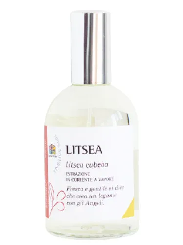 Litsea
